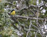 Lesser Goldfinches 5234